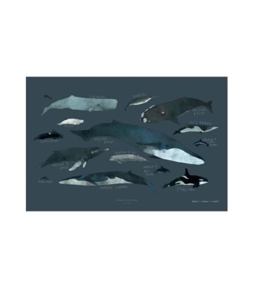 Whales chart – Print