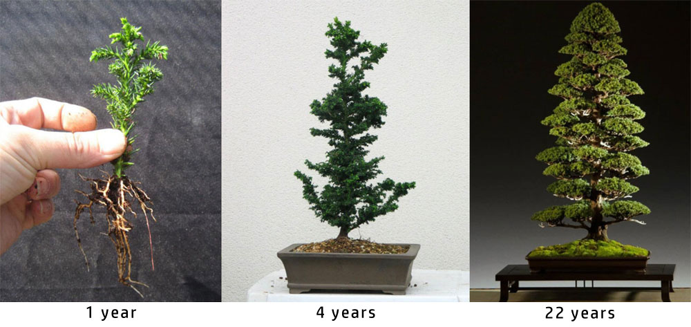 Bonsai evolution