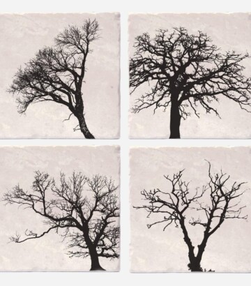 Coasters set trees of life