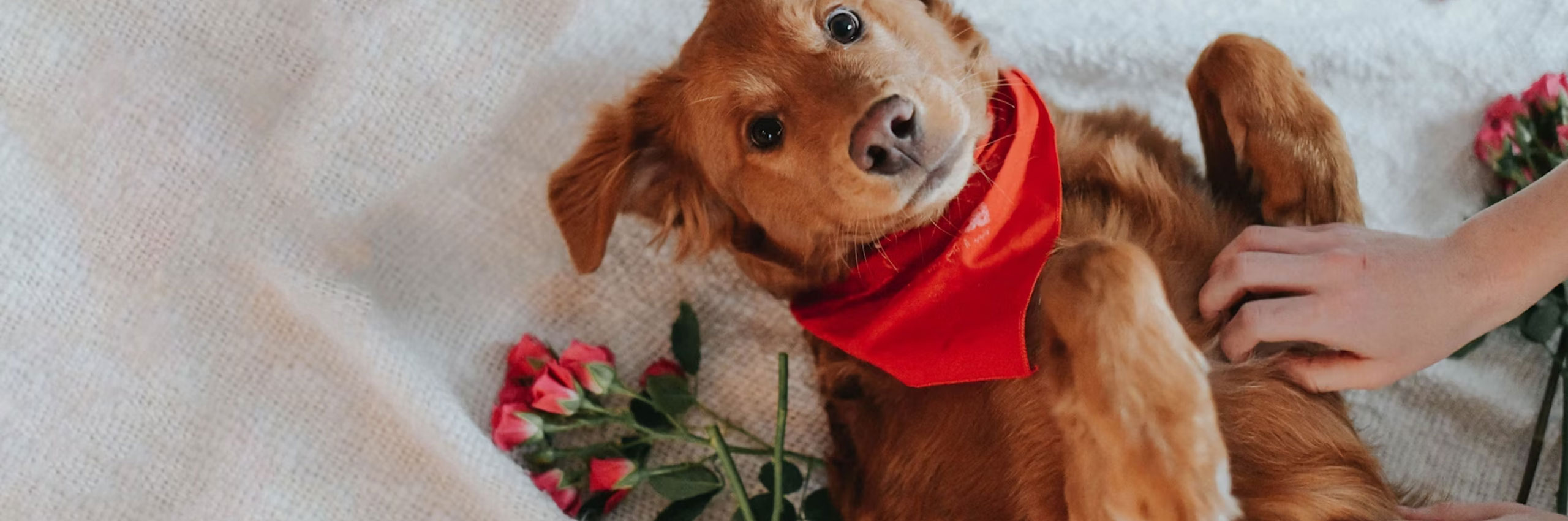 Valentine's Day and couple gift ideas