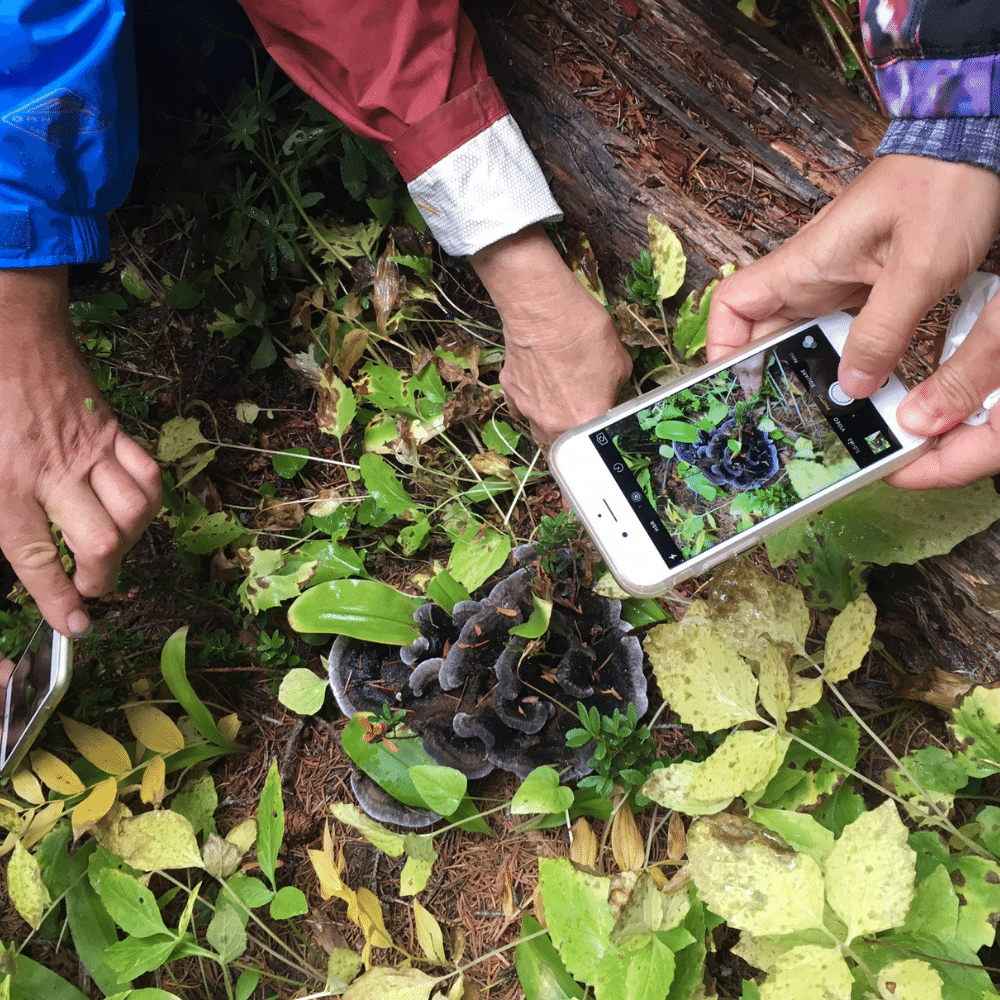 Plant identification experience for 1 person – Swallow Tail Tours