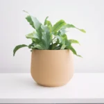 Juniper Planter - Conifer
