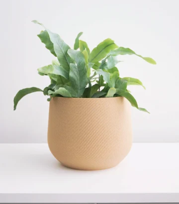Juniper Planter – Conifer