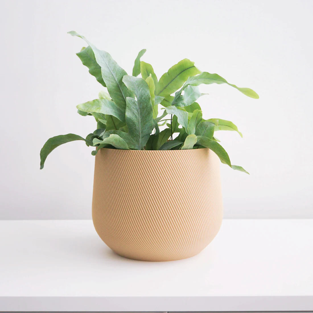 Juniper Planter – Conifer